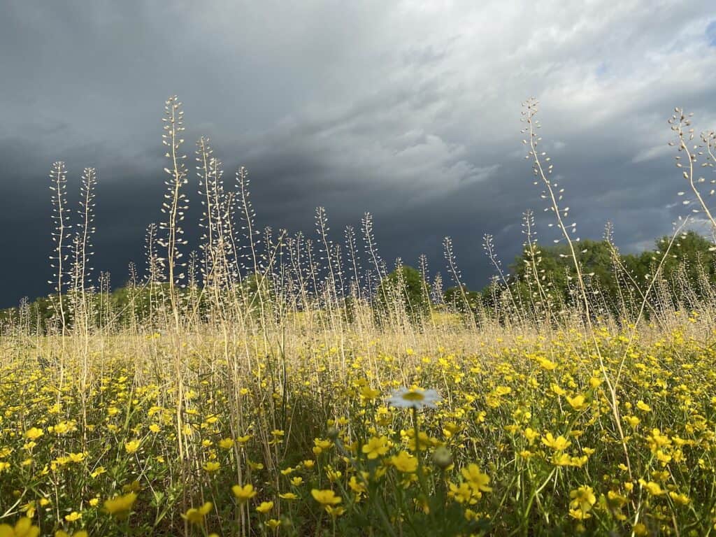 Wildflowers and Thunderheads